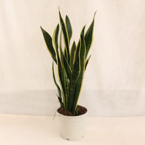 Sanseviera Laurentii