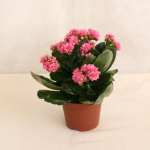 Kalanchoe